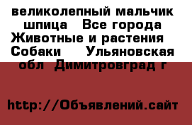 великолепный мальчик шпица - Все города Животные и растения » Собаки   . Ульяновская обл.,Димитровград г.